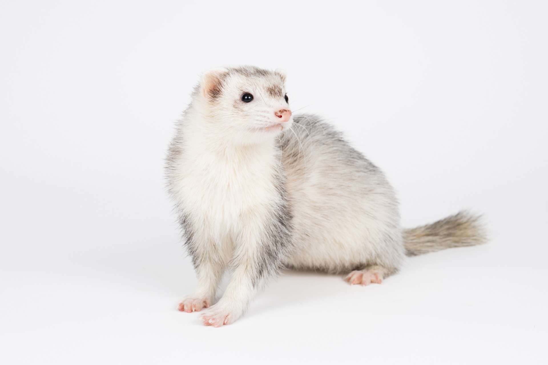 Happy Birthday, Nagi!