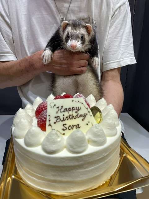 Happy Birthday, Sora!
