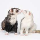 It's a Great Way to Start the Day